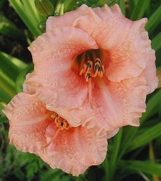 Photo of MEGAN'S LULLABY